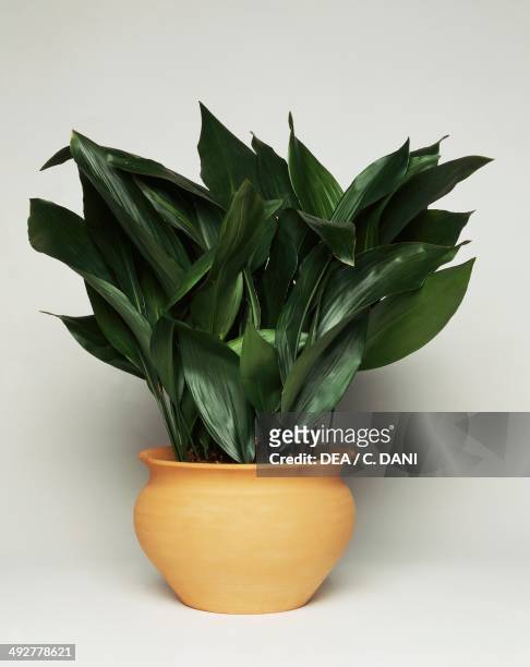 Cast-iron plant or Barroom plant , Asparagaceae.