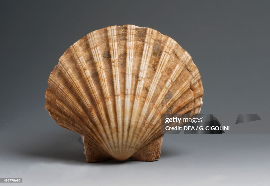Pilgrim's scallop, Pectinoida