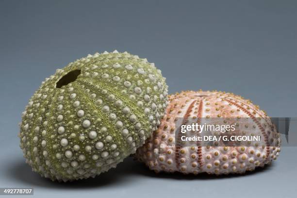 Sea urchins or Urchins endoskeleton .