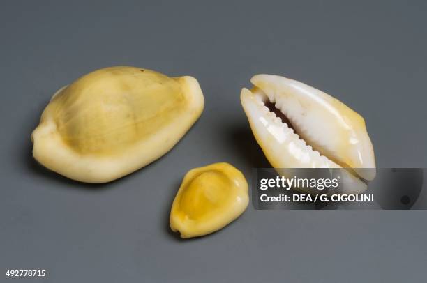 Money cowrie shells , Littorinimorpha.