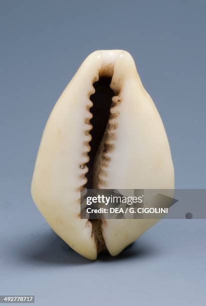 Money cowrie shell , Littorinimorpha.