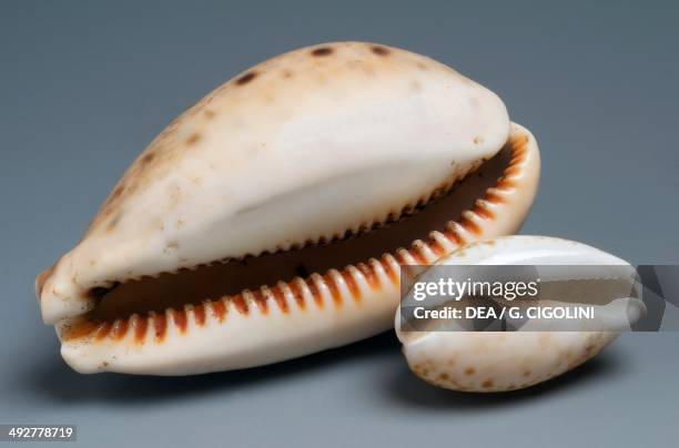 Eyed cowry shells , Littorinimorpha.