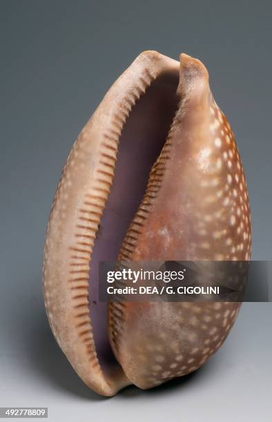 Cypraea Photos and Premium High Res Pictures - Getty Images