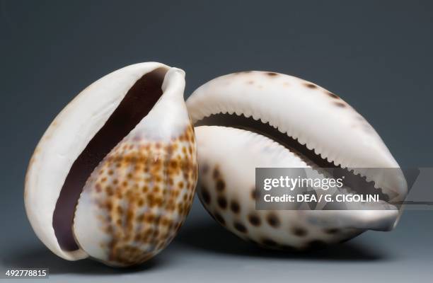 Tigger Shell 48 Tiger Cowrie Shell Stock Photos, High-Res Pictures, and Images ...