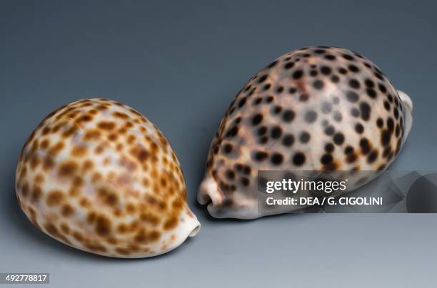 48 Tiger Cowrie Shell Stock Photos, High-Res Pictures, and Images ...