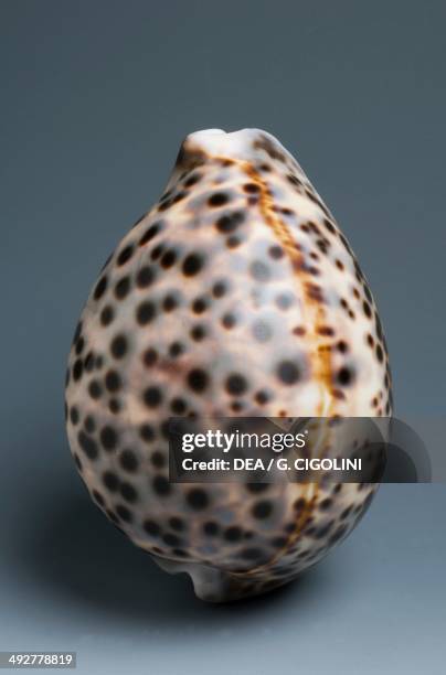 48 Tiger Cowrie Shell Stock Photos, High-Res Pictures, and Images ...