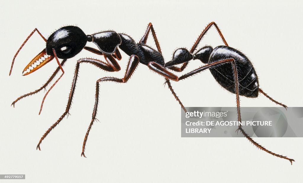 Bulldog ant (Myrmecia nigriceps)...