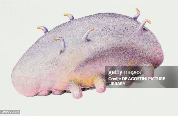Burrowing sea cucumber , Holothuriidae. Artwork by Bridgette James.