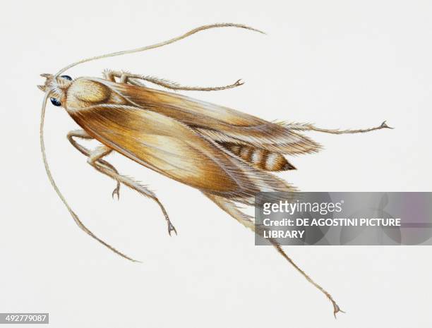 Carpet Moth , Tineidae. Artwork by Steve Roberts.