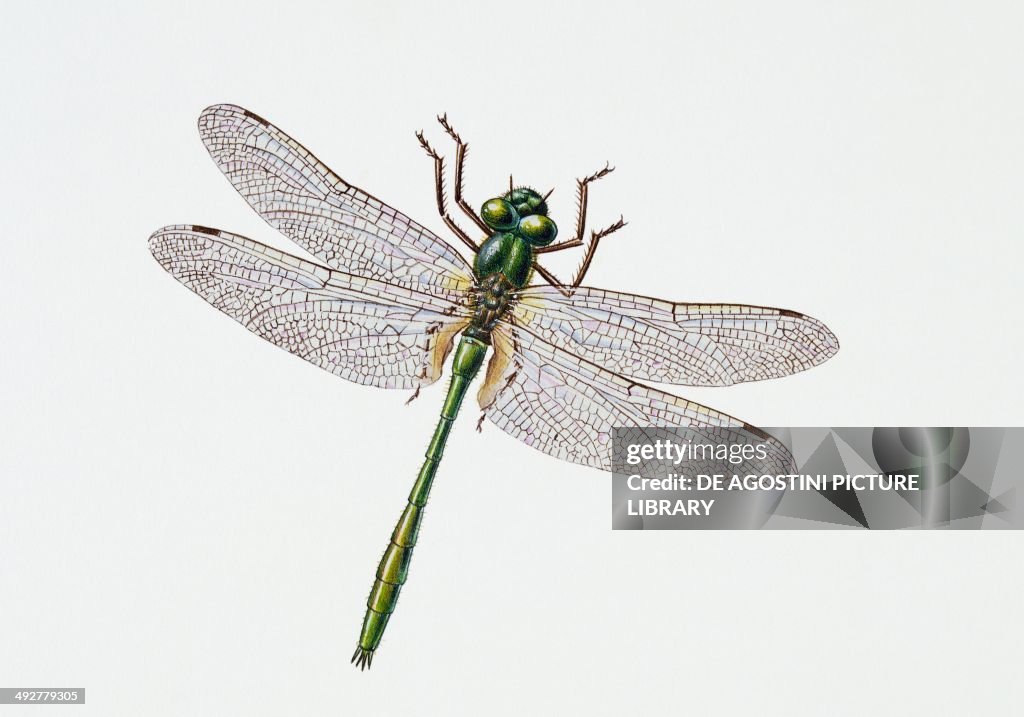 Downy emerald dragonfly (Cordulia aenea)...