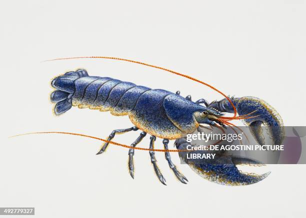 Nephropidae Species Photos and Premium High Res Pictures Getty Images