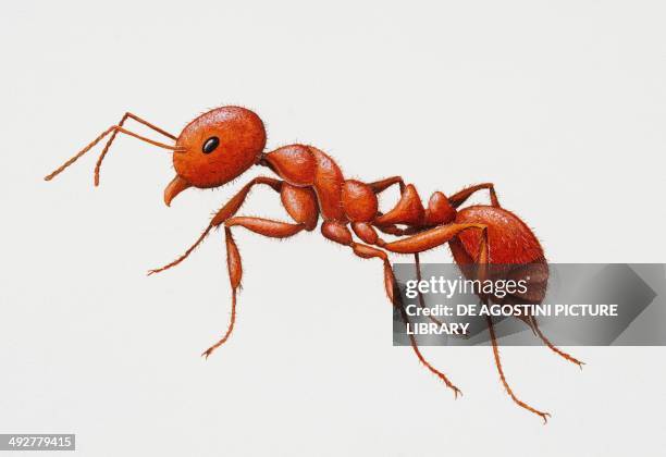 Red Fire ant , Formicidae. Artwork by Brigette James.