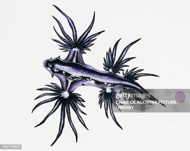 Blue dragon or Floating sea slug , Glaucidae. Artwork by Brigette James.