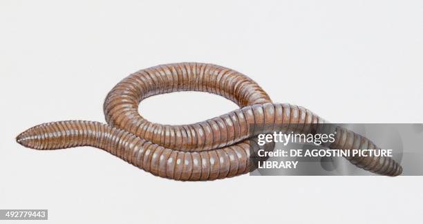 Worm Size Giant Earthworm Photos and Premium High Res Pictures - Getty Images