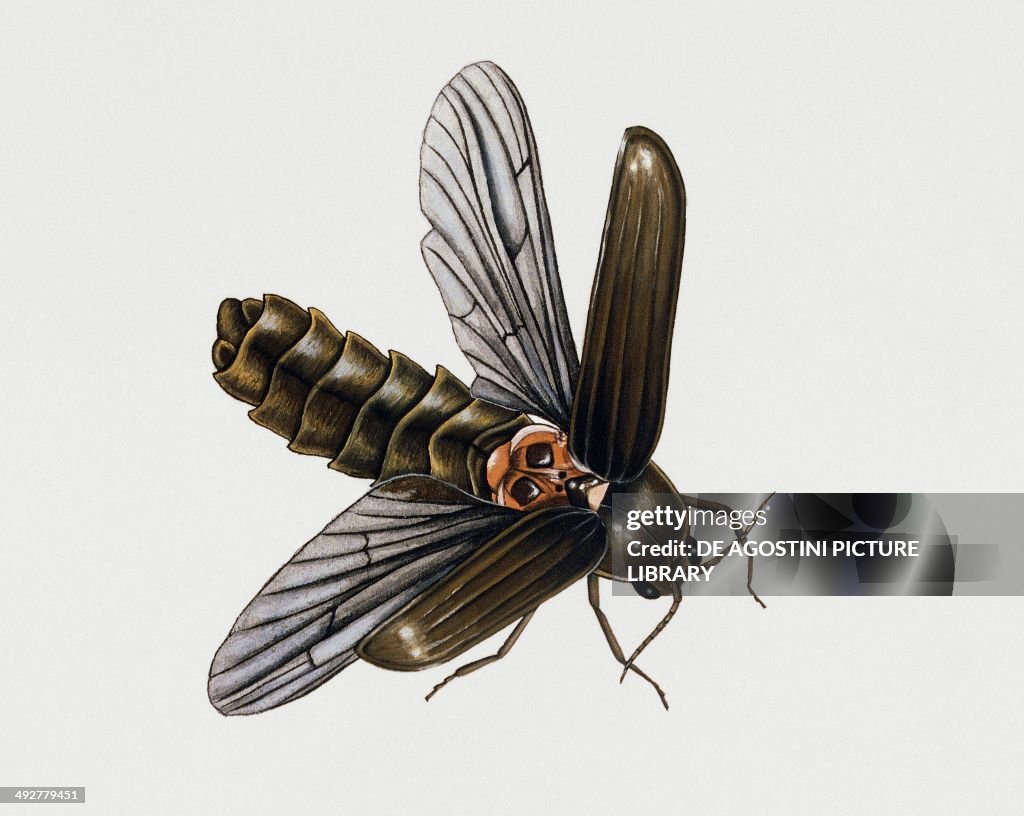 Glow-worm beetle (Lampyris noctiluca)...