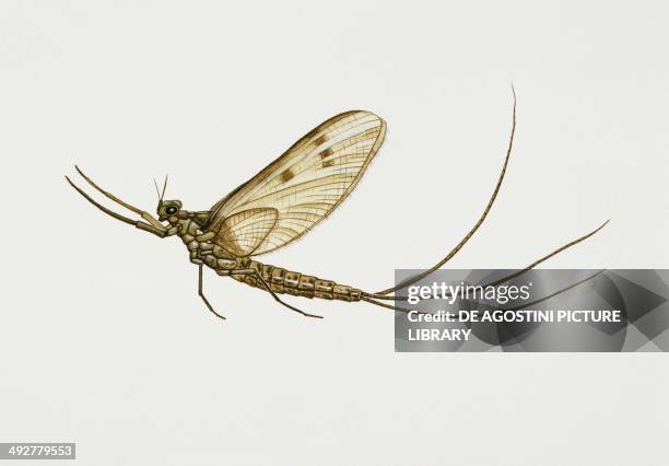 Ephemeridae Insect 12 Ephemeridae Stock Photos, High-Res Pictures, and Images - Getty Images