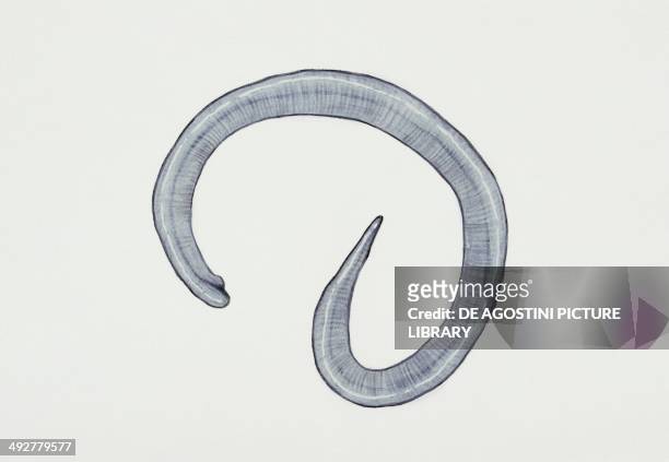 Nematode or Roundworm . Artwork by Rebecca Hardy.