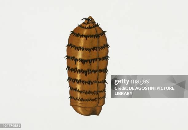 15 Warble Fly Stock Photos, High-Res Pictures, and Images - Getty Images