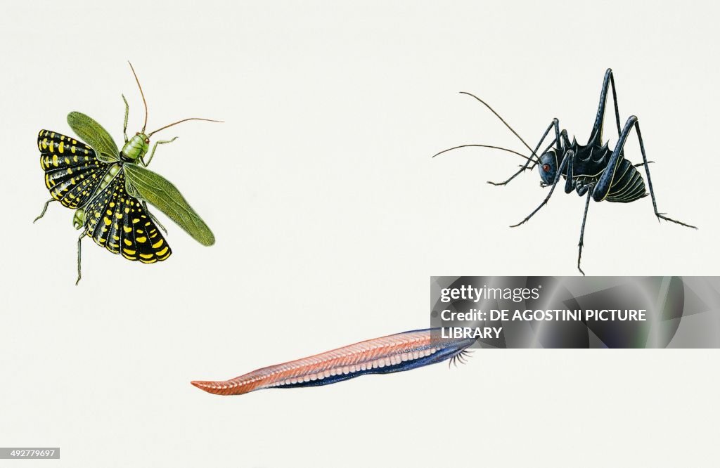 Kattydid (Neobarrettia vannifera)...