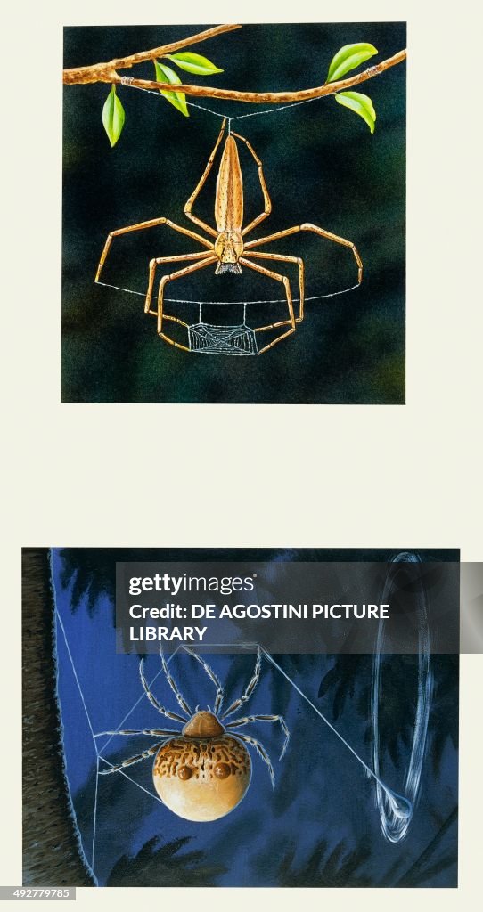 Ogre-faced spider (Deinopis sp)...