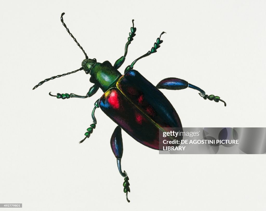 Malayan frog beetle or Frog-legged leaf beetle...