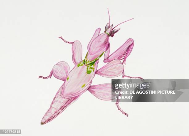 Malaysian Orchid Mantis , Mantidae. Artwork by Tim Haiward.