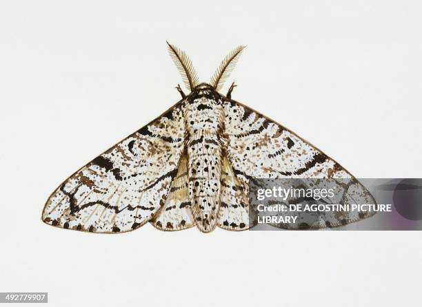 Peppered moth , Geometridae. Artwork by Tim Hayward.