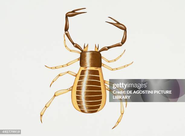 Pseudoscorpion , Arachnida. Artwork by Rebecca Hardy.