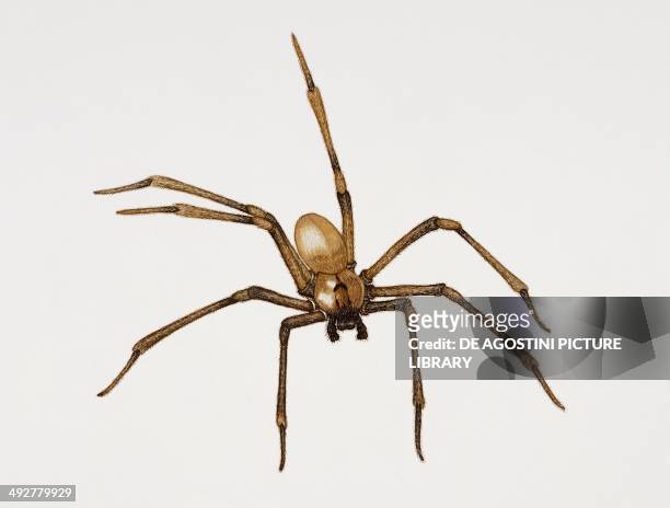 Recluse spider or Brown recluse spider , Sicariidae. Artwork by Rebecca Hardy.