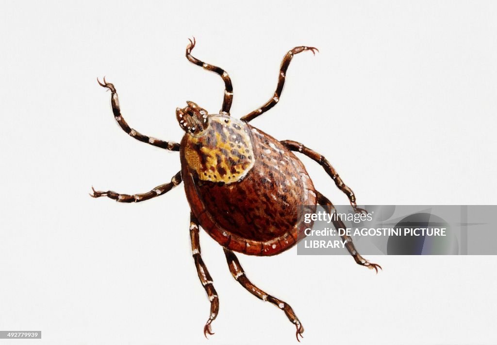 Rocky mountain wood tick (Dermacentor andersoni)...