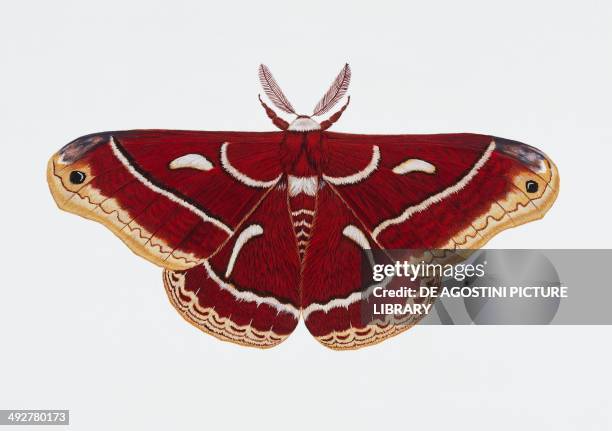 Glover's Silkmoth , Saturniidae. Artwork by Barry Croucher.