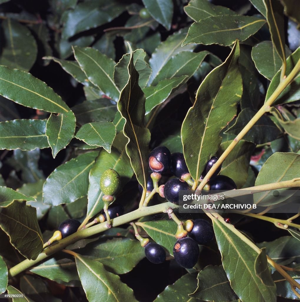 Branch with berries, Bay Laurel...