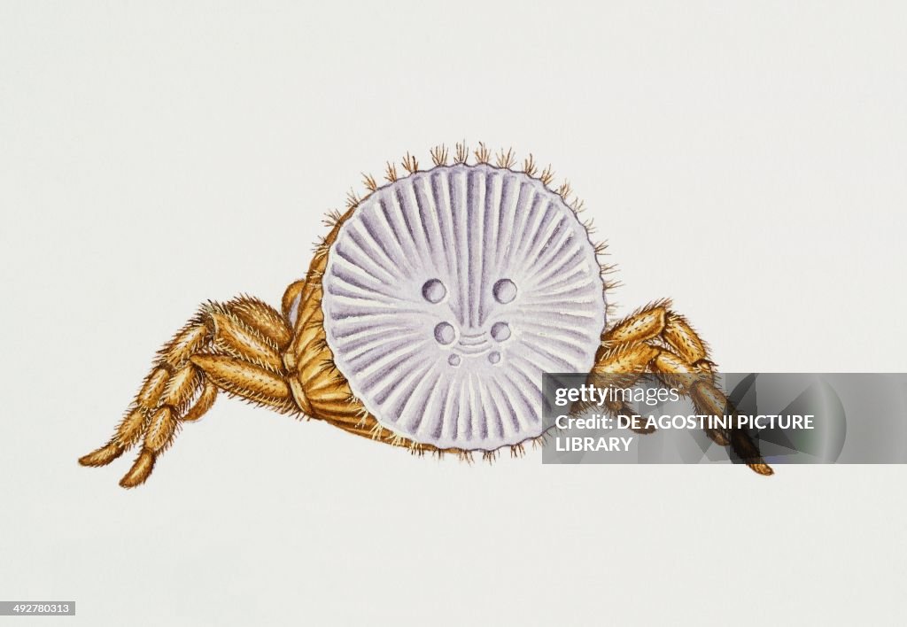 Trapdoor spider (Cyclocosmia truncata)...