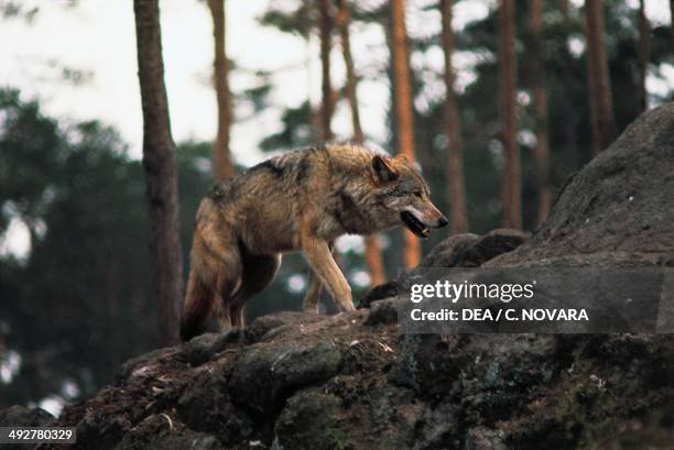 Eurasian Wolf or European Wolf , Canidae.