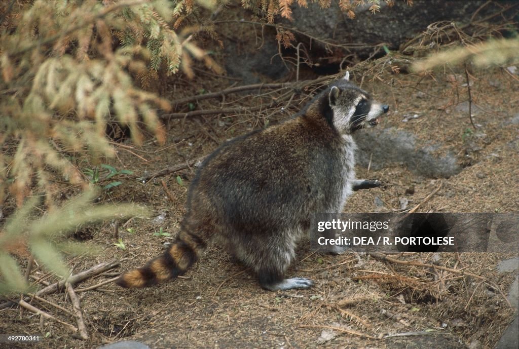 Common raccoon (Procyon lotor)...