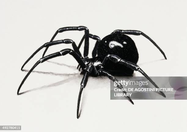 Southern black widow spider, , Theridiidae. Artwork by Rebecca Hardy.