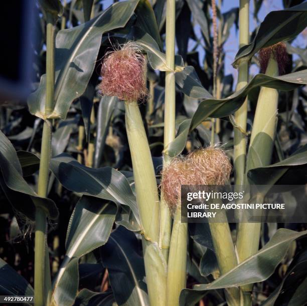Female Inflorescence 52 Maize Inflorescence Stock Photos, High-Res Pictures, and Images ...