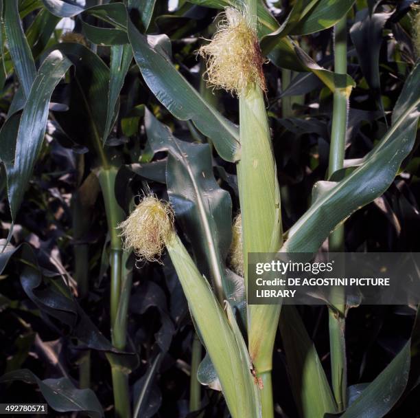 Female Inflorescence Maize Inflorescence Photos and Premium High Res Pictures - Getty Images