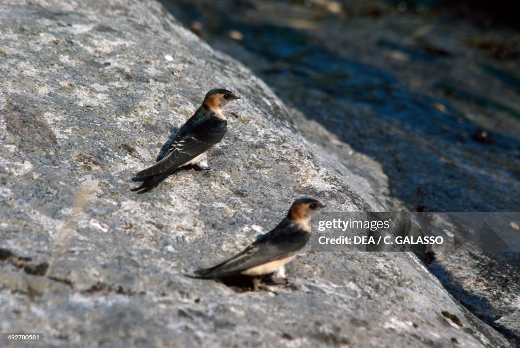 Red-rumped swallow...