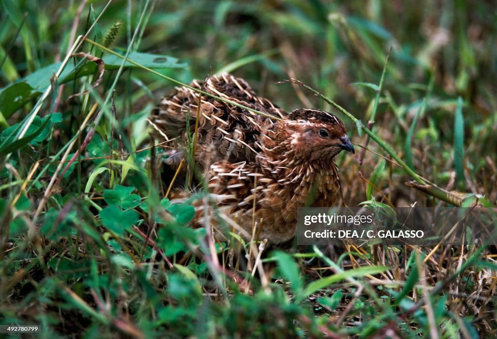 Common quail (Coturnix coturnix), Phasianidae...