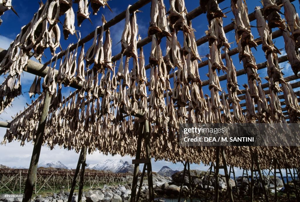 Drying cod...