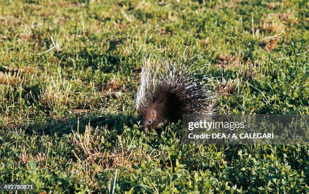 Crested porcupine , Hystricidae.