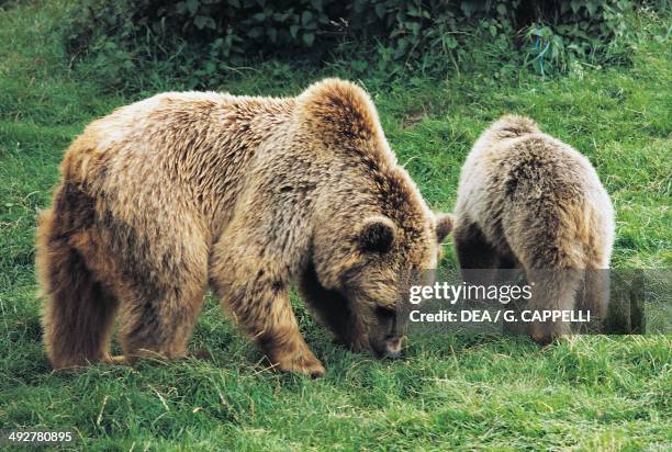 Marsican Brown Bear , Ursidae, Abruzzo National Park, Italy.