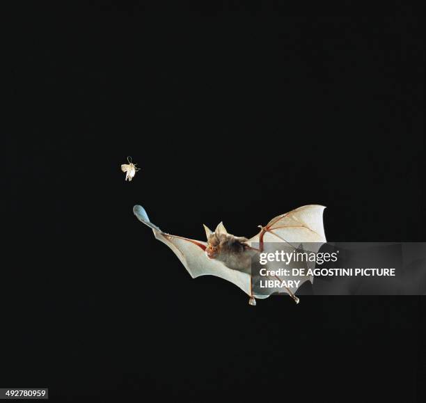 Bat Math Larva Bat Moth Photos and Premium High Res Pictures - Getty Images