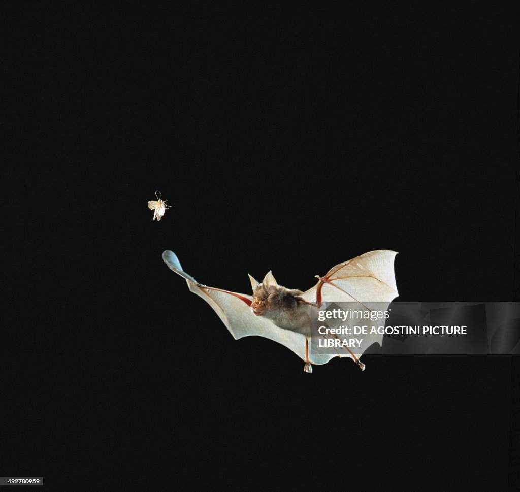 Greater Horseshoe Bat (Rhinolophus ferrumequinum)...