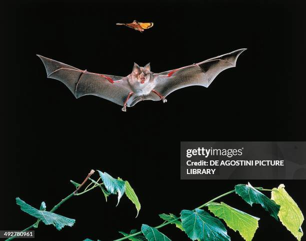 Greater Horseshoe Bat , Rinolofidae, while catching a moth.