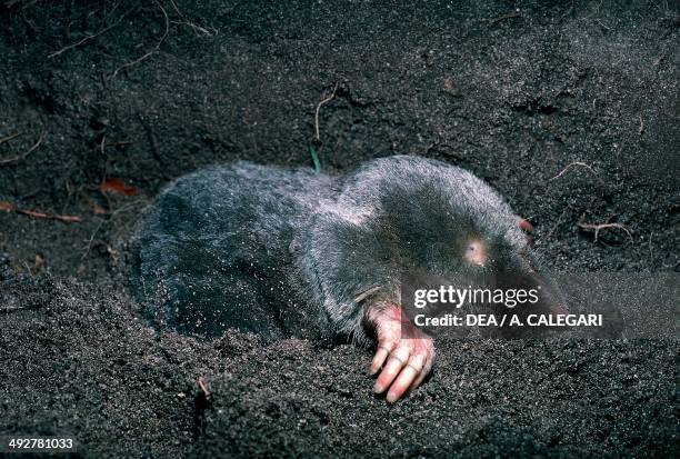 European mole , Talpidae.