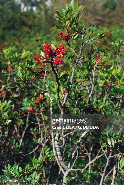Mastic Color Tree 129 Mastic Tree Stock Photos, High-Res Pictures, and Images - Getty Images