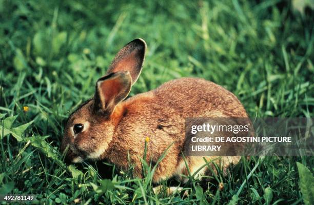 4,750 Wild Rabbits Stock Photos, High-Res Pictures, and Images - Getty ...
