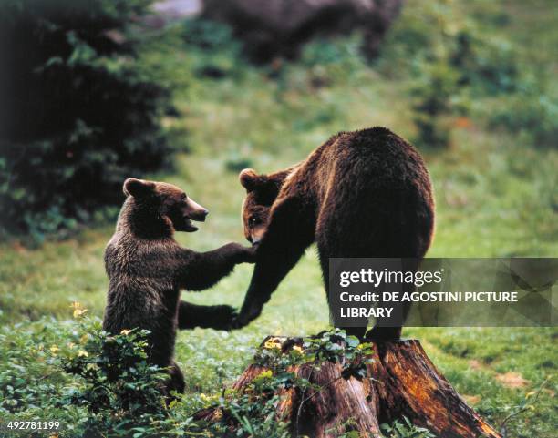 Marsican Brown Bear , Ursidae, Abruzzo National Park, Italy.